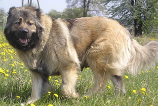 Caucasian Shepherd dog Puppies Price & Facts | Petco Near Me