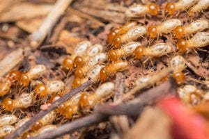 Valuable Tips On Recognizing And Dealing With Termites