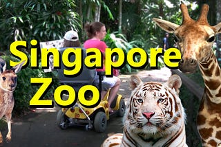 The Singapore Zoo — YouTube