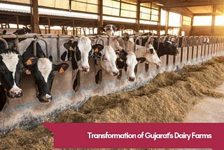 The Truth about Unparalleled Success of Gujarat’s Dairy Farms