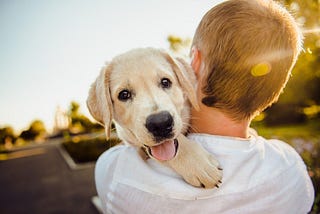 How To Teach a Dog To Give Paw