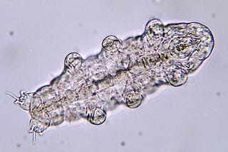 The Survival Mechanisms of Tardigrades