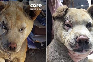 A Plea for Compassion: Protect Chained Dogs from Burning Alive in South Korean Wildfires (Sister…