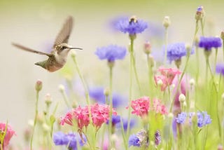 How to Make a Hummingbird Garden in 11 Easy Steps
