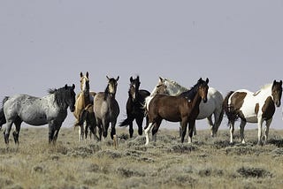 A look at the contributions of Wild Horse Annie