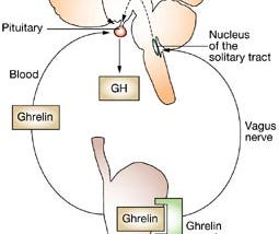 Ghrelin and the Pleasure of Eating.