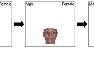 Warped perceptions: recent brain scan explorations of how racial and gender stereotypes affect…