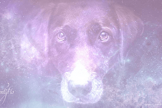 Spiritual Meaning of Black Dogs in Dreams: Unveil the Mystique
