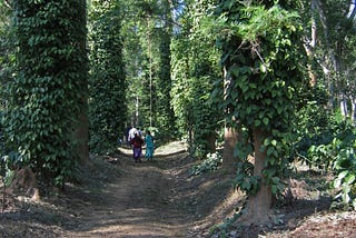 Coorg — Perfect Brews and Lush Plantations