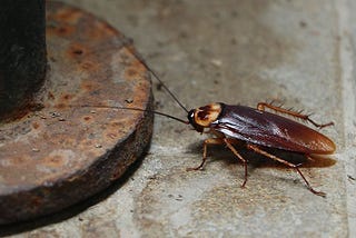“Cockroach Theory” and Corruption