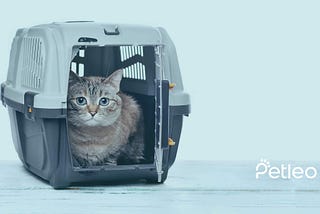 Prepare your cat for veterinary visit — PetLEO