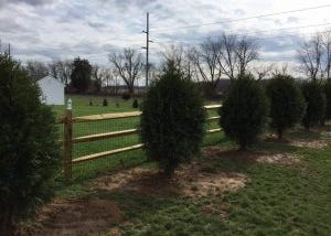 planting trees on your property