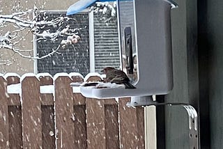 House finch sheltering from the snow in a bird feeder tray