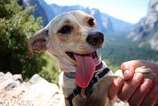10 national parks you can explore with your dog