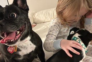 We Got A New Boston Terrier Puppy