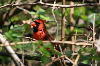 A male cardinal in a bush. Photo by author.