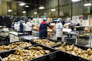Produce being repackaged in wholesale industrial warehouse.