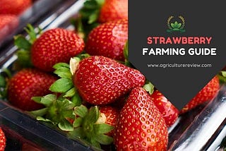 [STRAWBERRY FARMING] Complete Guide on STRAWBERRY CULTIVATION