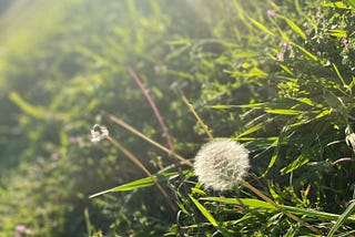 In the sanctuary of my Garden