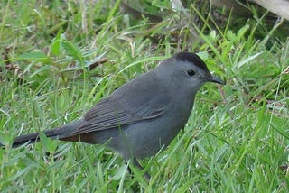 Historia de un pájaro