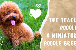 Teacup Poodle: A Comprehensive Dog Breed Guide