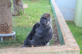 Addio a Riù, il gorilla più triste dello zoo di Fasano