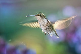 Why Peter Kaufman Thinks You Should Live Like a Hummingbird