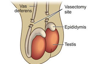 No Needle No Scalpel Vasectomy | Melbourne | Mornington Peninsula | Rosebud Super Clinic