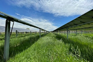 Solar Panels’ Shade Helps Boost Grassland Productivity