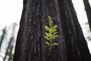 Damn Good News: How Fire-Ravaged Redwoods Persist.