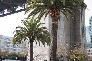 None of These Trees Belong in San Francisco and Neither Do You and That’s OK