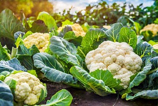 Plant cauliflower in an area that gets full sun and has consistently moist soil that’s rich in organic nutrients.