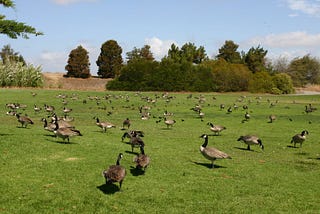 Why the Geese Stopped Migrating