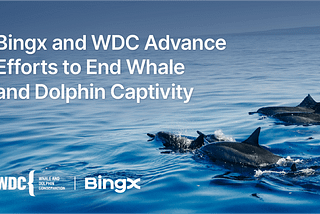 BingX and WDC Made Progress in Ending Captivity of Whales and Dolphins