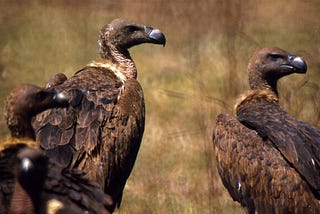 One Drug Wiped Out 99% Of Indian Vulture Population