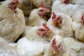SILENT FIELDS: THE EMOTIONAL AND FINANCIAL COST OF BIRD FLU