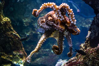 What Happens When You Give Ecstasy to an Octopus?