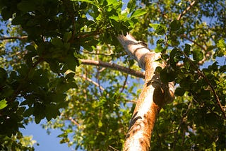 The Importance of Tree Preservation