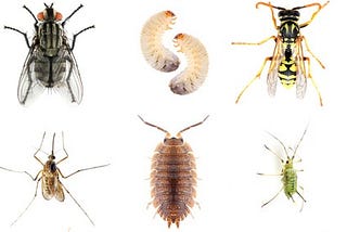 Termite Control Service Providers in Visalia, California