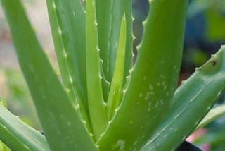 Why we use Aloe Vera cream? *Aloe Vera Multi Purpose Plant: * 7 uses of Aloe Vera