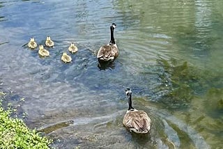 Geese in the Willamette River