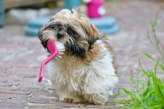 Should You Brush Your Dog’s Teeth?