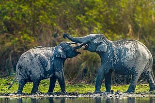 Kaziranga National Park