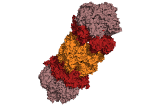 Proteasomes