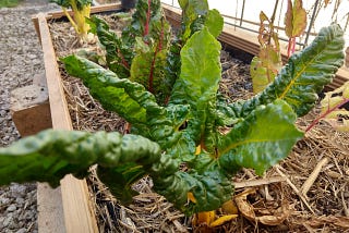 A small silverbeet plant growing in a garden bed surrounded by sugarcane mulch