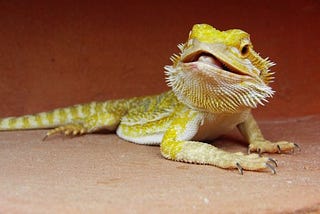 Heating And Lighting For A Bearded Dragon