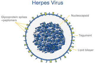 obat tradisional herpes genitalis