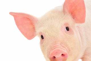 Cross-Border Payment Innovation is Still ‘Lipstick on a Pig’