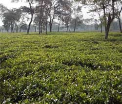 Darjeeling and Dooars Tea Garden for Sale in Low Cost