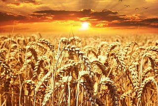 European Wheat vs. American Wheat: What’s the Gut’s Reading?
